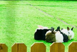 -萌宠亲子动物乐园(槐房万达店)