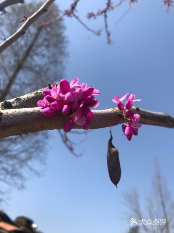 不能回去上班，正好也在家陪父母，花开烂漫时节
