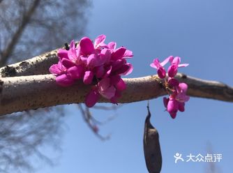 不能回去上班，正好也在家陪父母，花开烂漫时节
