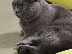 -逗柴咖啡屋·狗咖猫咖宠物桌游