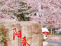 -顾村公园