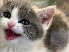 -小猫来了·猫舍(红山六九七九店)