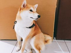 -柴务处·柴犬主题狗咖