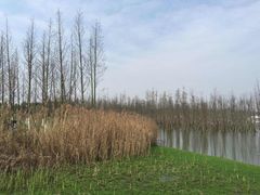 -白鹭湾湿地公园