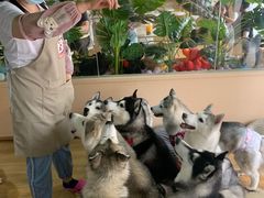 -Husky Go! 哈士奇体验馆·宠物咖啡厅狗咖