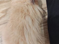 -楼上猫咖(罗湖店)