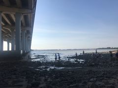 -宝安西湾红树林湿地公园