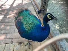 -广东茂名森林公园