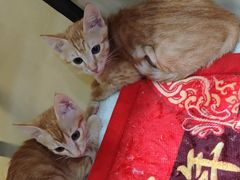 -安安宠医宠物医院·异宠·犬猫内科(岳阳分院)