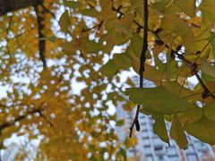 -呷哺呷哺 黄金牧场 (大港油田幸福广场店)