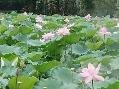 -陈家山荷花公园