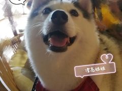 -Husky Go! 哈士奇体验馆·宠物咖啡厅狗咖