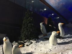 -世界之窗阿尔卑斯冰雪世界