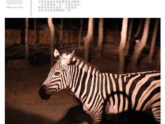 -清迈夜间动物园