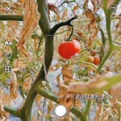 -蓝呗呗蓝莓草莓采摘园(通州区马驹桥店)