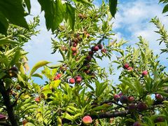 -龙熙温泉高尔夫俱乐部