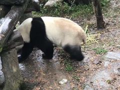 -都江堰中华大熊猫苑