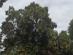 -成都市文殊院