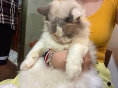 -楼上猫咖(罗湖店)