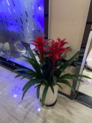 -雍禾植发