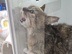 -车接车送·寄养洗护·德文猫舍(大宁店)