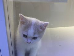 -小猫来了·猫咪专售(红山六九七九店)