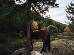 -苏木山森林公园