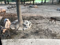 -上海野生动物园