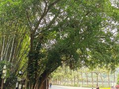 -星湖旅游景区七星岩