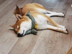 -柴迷FANS CLUB·柴犬狗咖·猫咖