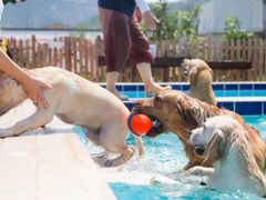 -趣玩宠物乐园寄养训犬训狗游泳池