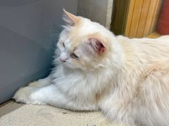 -藏猫猫咖啡主题馆(中央大道店)