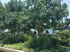 -白鹤公园