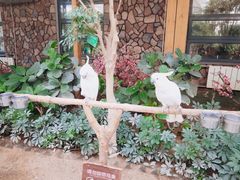 -南宫五洲植物乐园