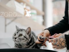 -佐罗家宠物馆·猫文化馆(紫霞路店)