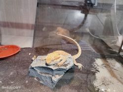 -Moni星球萌宠·小马宝莉·灵蛇·高端高阶全萌宠互动体验俱乐部(红豆国际广场店)