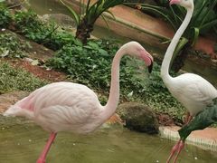 -海南热带野生动植物园