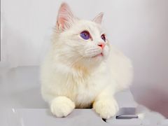 -Bastet sally猫舍购宠(静安店)