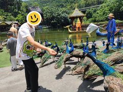 -西双版纳原始森林公园