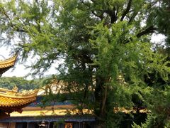 -普陀山风景名胜区-法雨禅寺