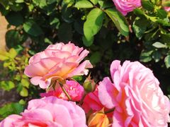 -人民公园(罗湖区)