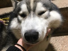 -more than meow吴止猫主题餐厅(承德 中船汇店)