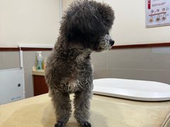 -艾贝尔宠物医院·24H转诊中心·肿瘤猫专科(江宁双龙店)
