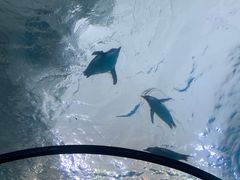 -珠海长隆海洋王国