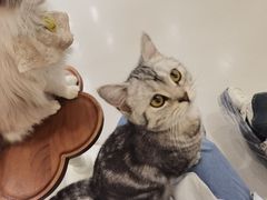 -共舞时光猫咖·狗咖(新街口店)