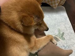 -佳雯宠物医院·皮肤科·内外科(春晓路分院)