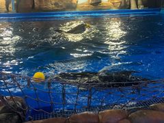 -华夏文旅海洋公园