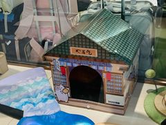 -momokira米努特·德文卷毛猫·棉花面纱犬