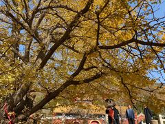-遵化市禅林寺古银杏风景园