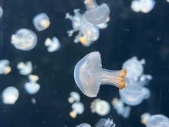 -海合安天津极地海洋公园
